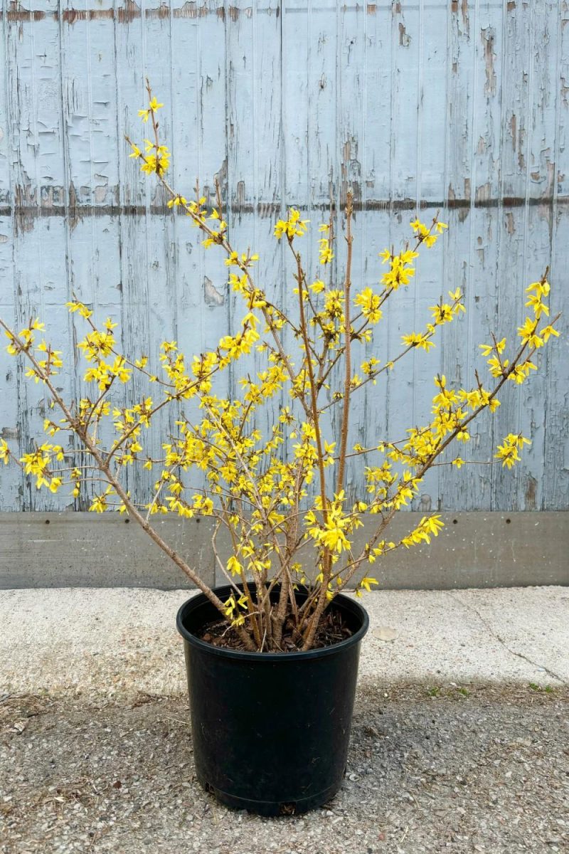 Outdoor Garden |   Forsythia ‘Northern Gold’ #3 Garden Outdoor Garden