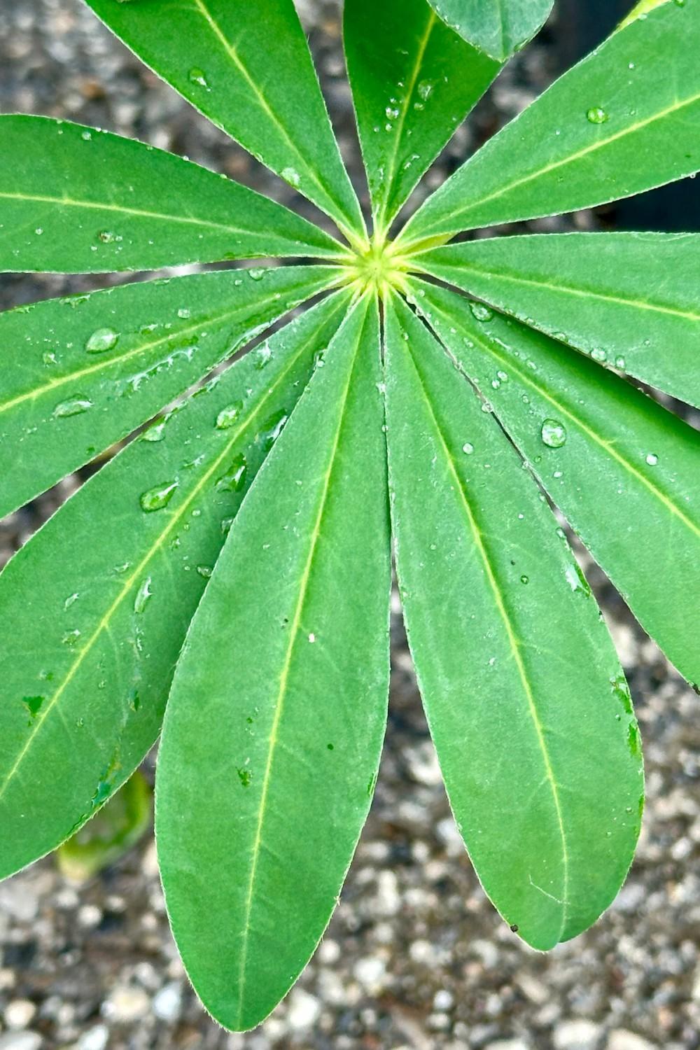 Outdoor Garden |   Lupinus ‘Desert Sun’ #2 Garden Outdoor Garden