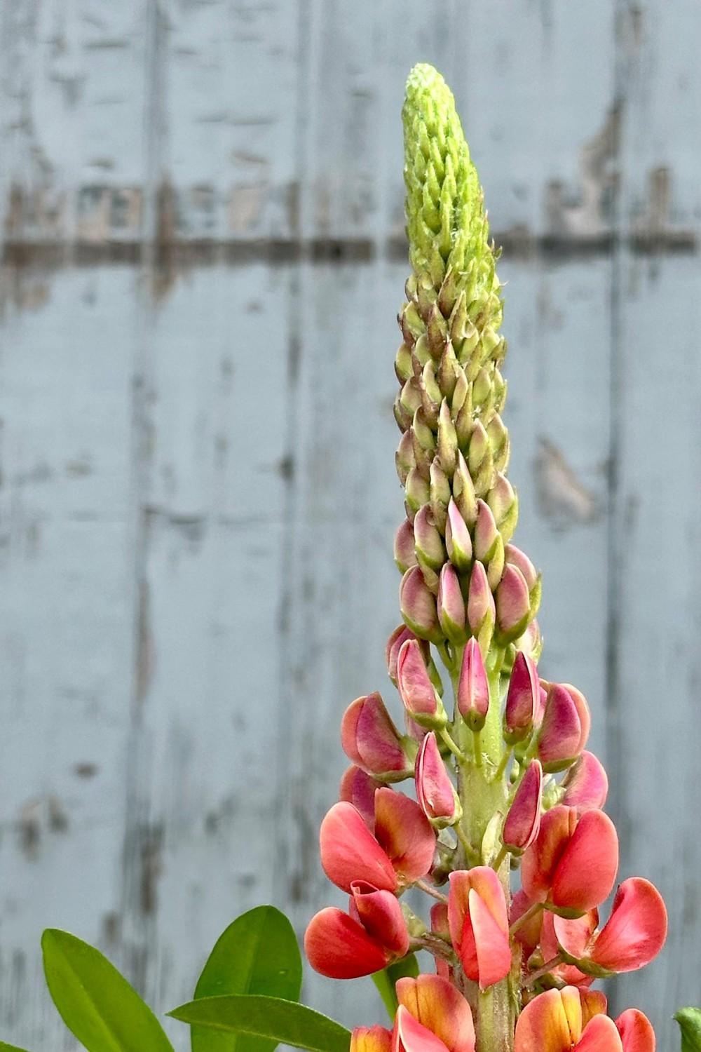 Outdoor Garden |   Lupinus ‘Terracotta’ #2 Garden Outdoor Garden