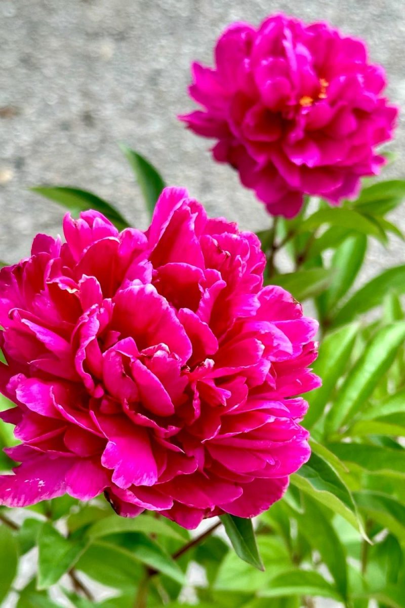 Outdoor Garden |   Paeonia ‘Bunker Hill’ #2 Garden Outdoor Garden