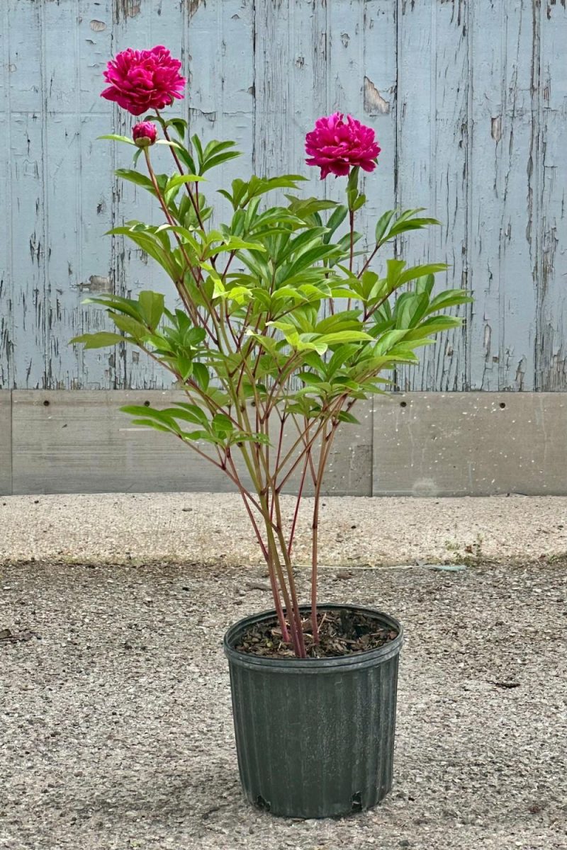 Outdoor Garden |   Paeonia ‘Bunker Hill’ #2 Garden Outdoor Garden