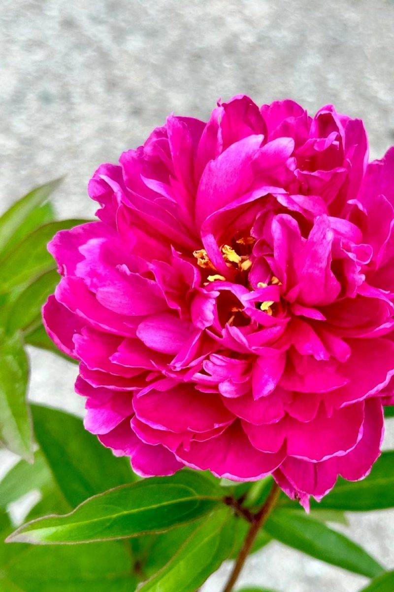 Outdoor Garden |   Paeonia ‘Bunker Hill’ #2 Garden Outdoor Garden