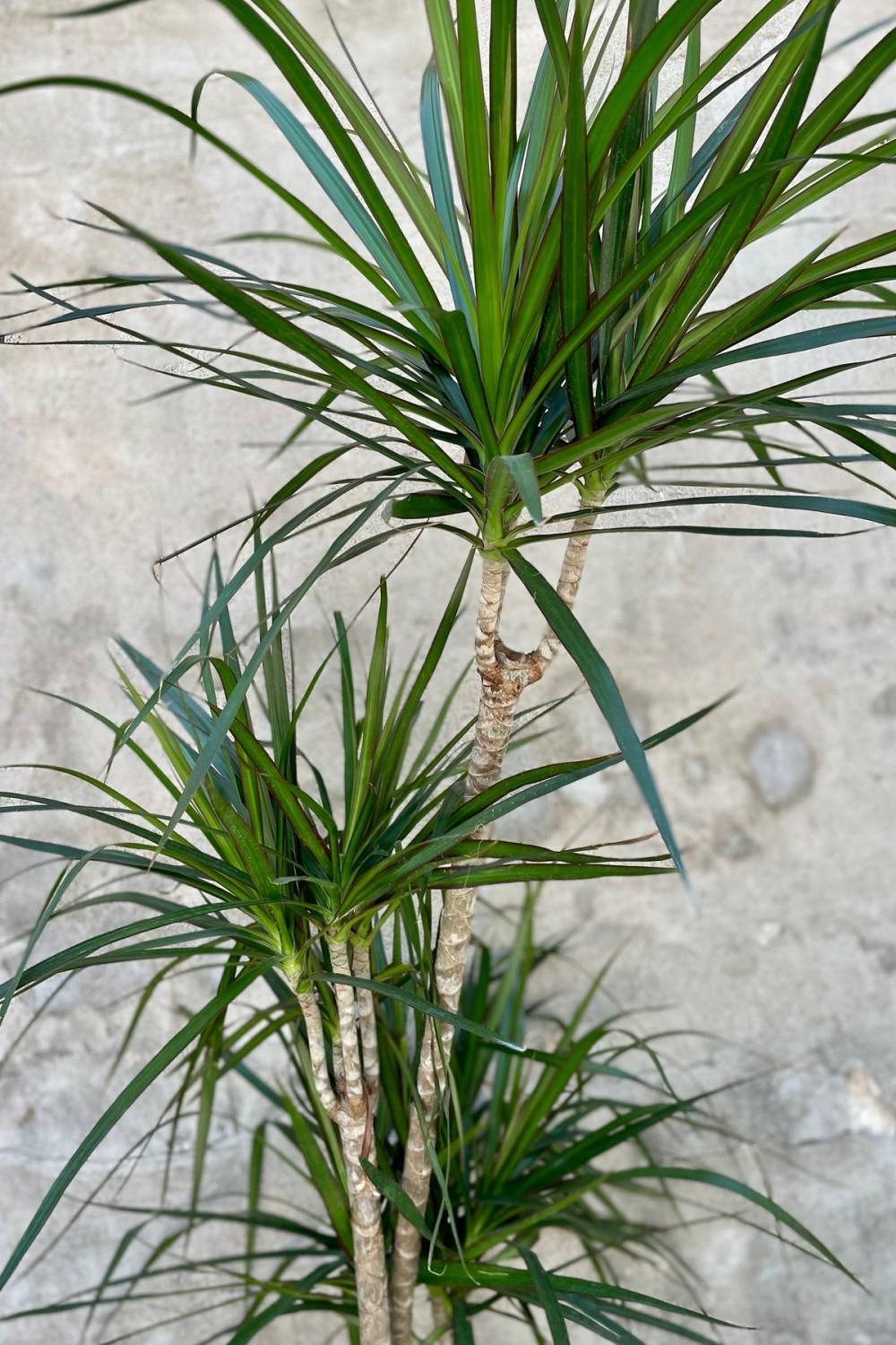 Indoor Plants |   Dracaena Marginata Staggered Cane 10″ Garden Indoor Plants