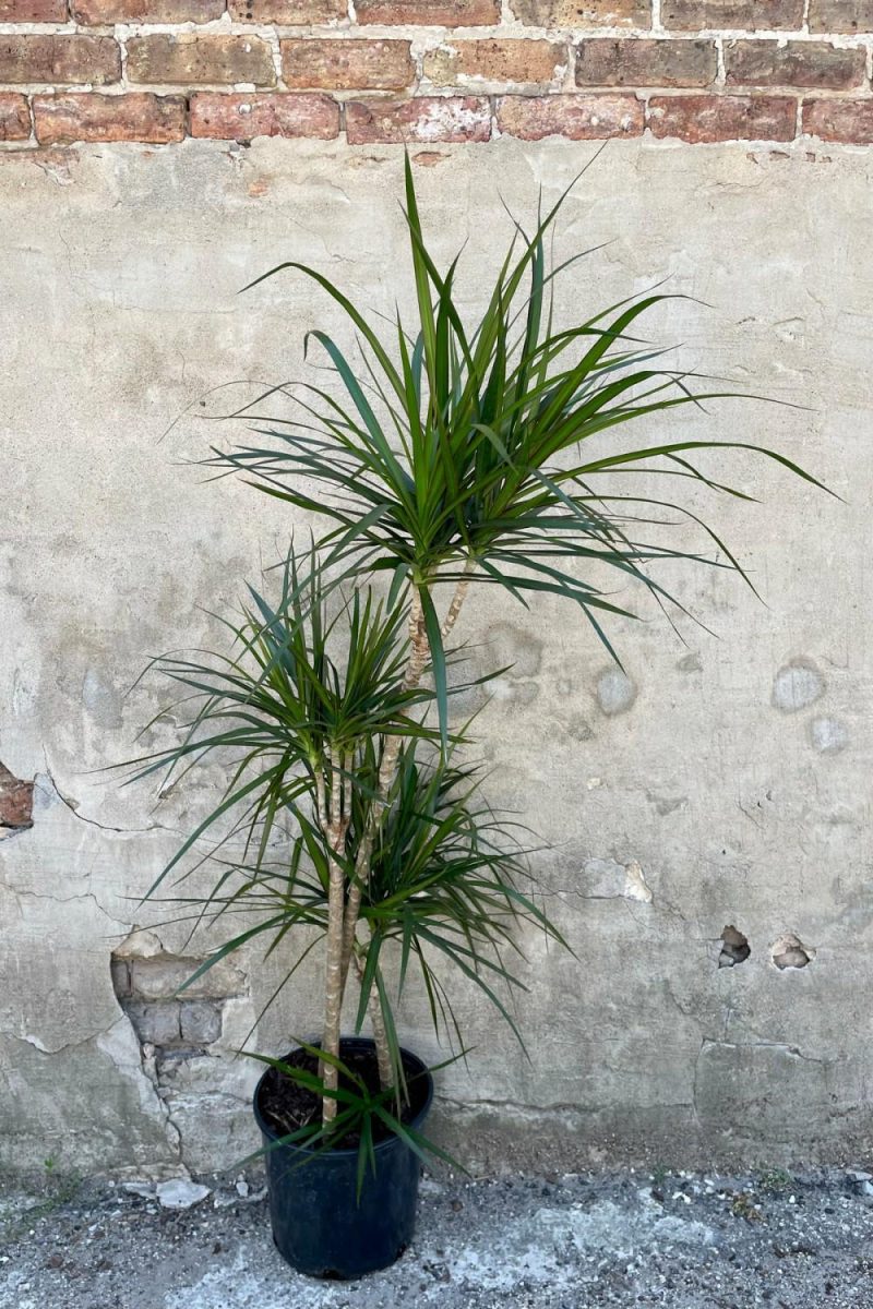 Indoor Plants |   Dracaena Marginata Staggered Cane 10″ Garden Indoor Plants