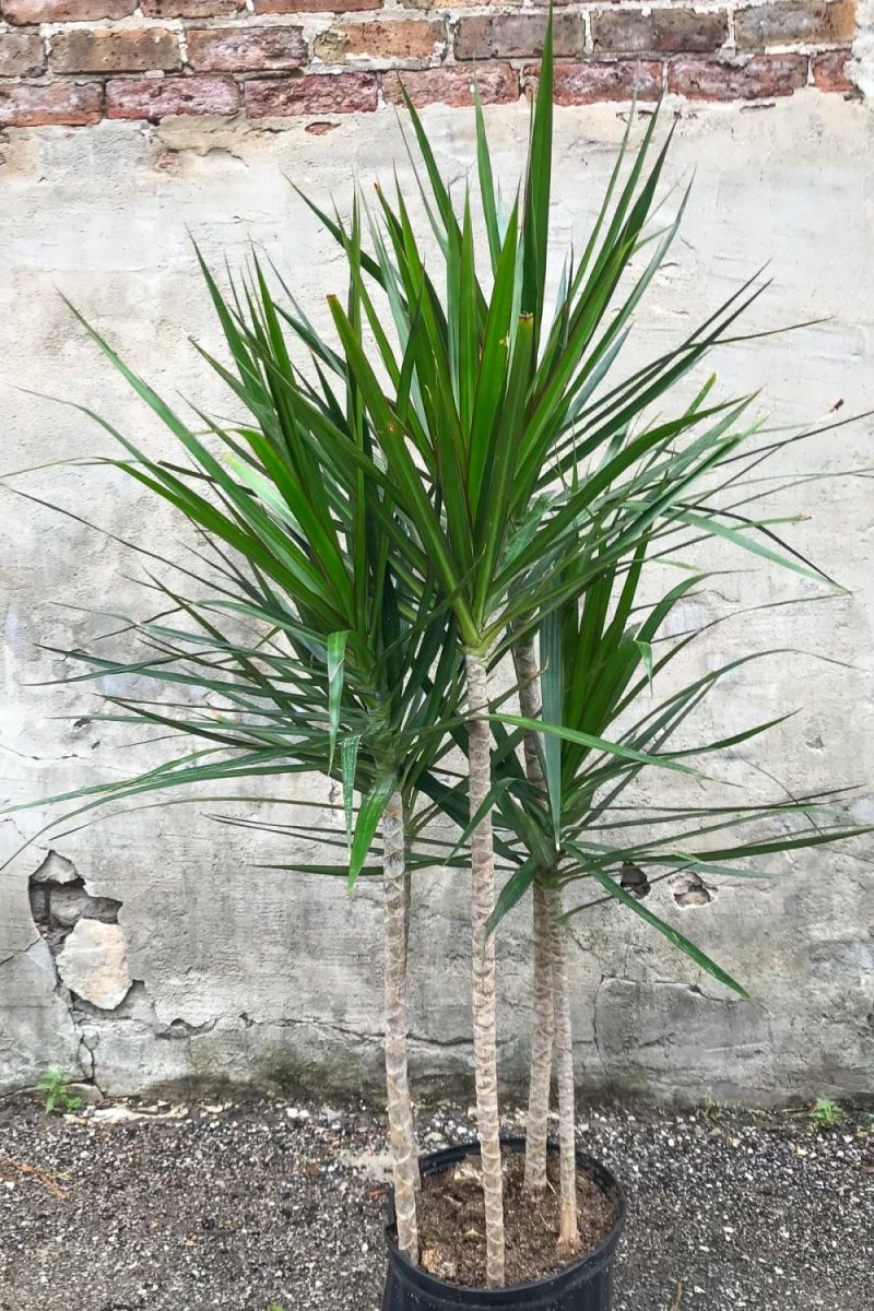 Indoor Plants |   Dracaena Marginata Staggered Cane 10″ Garden Indoor Plants