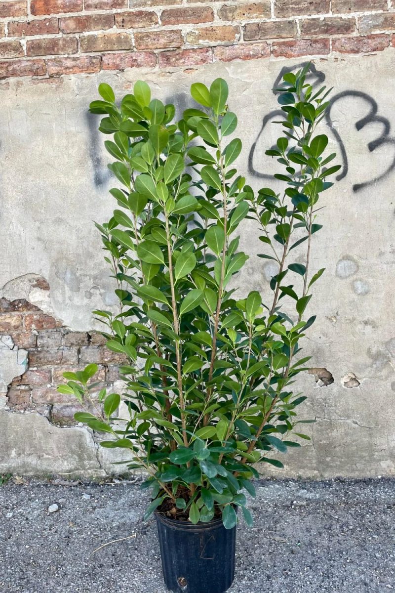 Indoor Plants |   Ficus Microcarpa ‘Moclame’ 10″ Bush Garden Indoor Plants