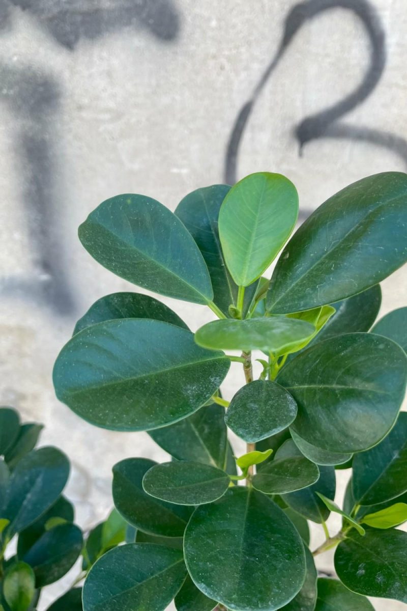 Indoor Plants |   Ficus Microcarpa ‘Moclame’ 10″ Bush Garden Indoor Plants