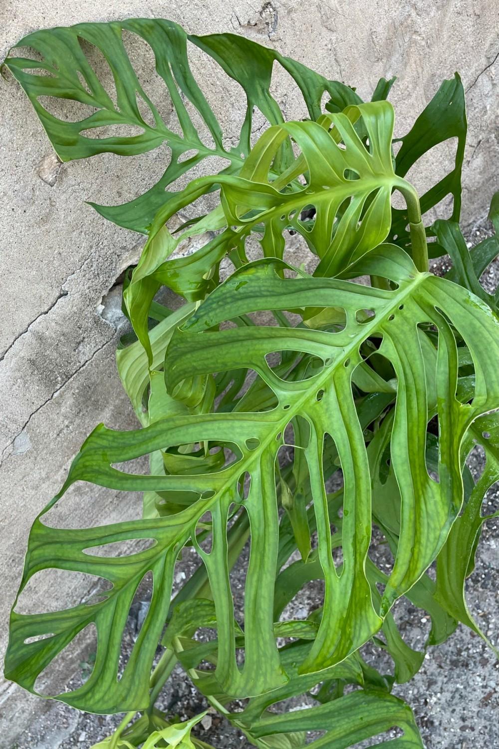 Indoor Plants |   Monstera Epipremnoides ‘Esqueleto’ 10″ Garden Indoor Plants