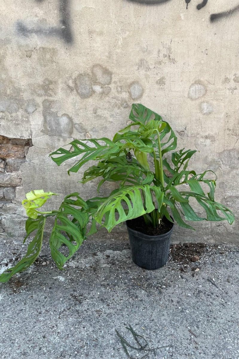 Indoor Plants |   Monstera Epipremnoides ‘Esqueleto’ 10″ Garden Indoor Plants