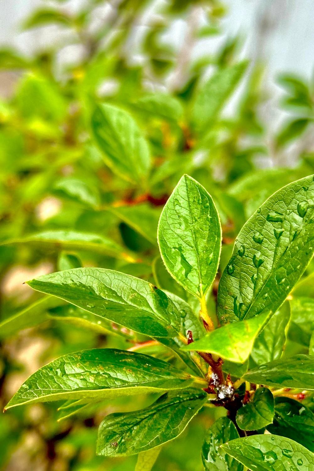 Outdoor Garden |   Cotoneaster L. Hedge #5 Garden Outdoor Garden