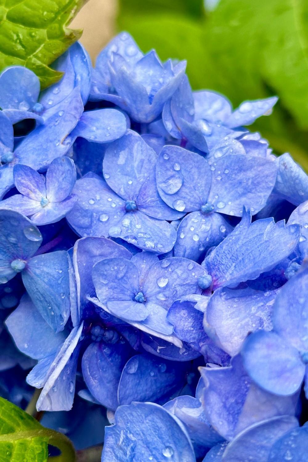 Outdoor Garden |   Hydrangea M. ‘Endless Summer’ #3 Garden Outdoor Garden