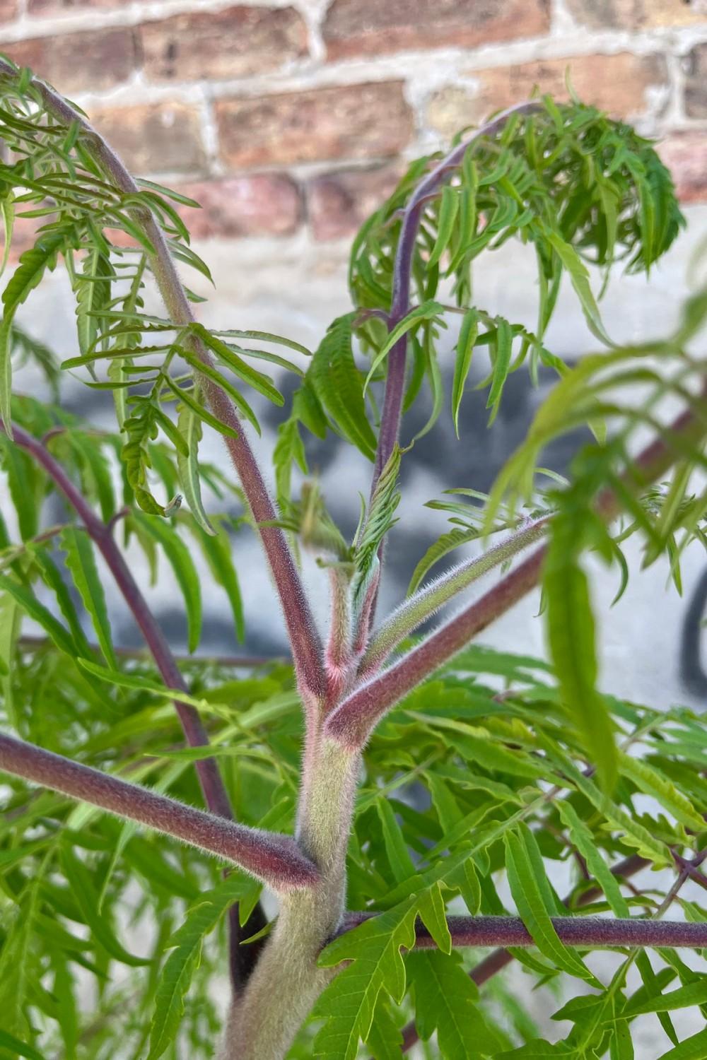 Outdoor Garden |   Rhus ‘Tiger Eyes’ #5 Garden Outdoor Garden