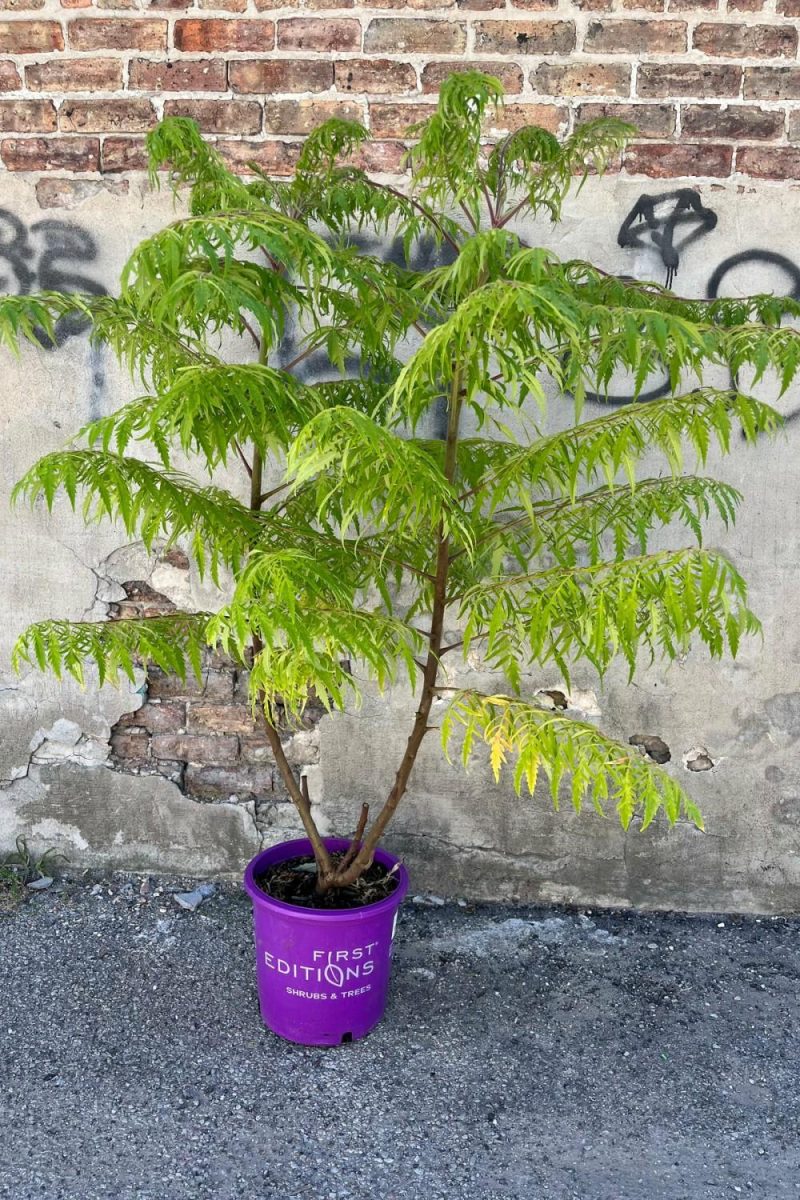 Outdoor Garden |   Rhus ‘Tiger Eyes’ #5 Garden Outdoor Garden