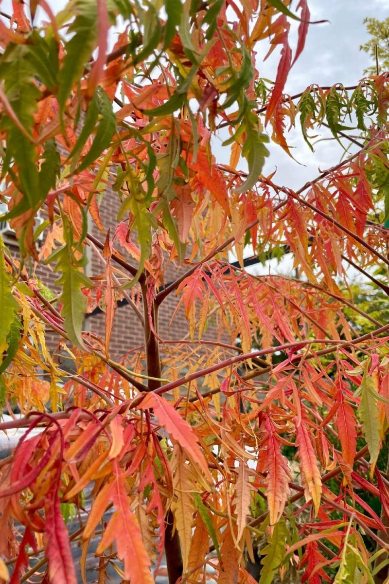 Outdoor Garden |   Rhus ‘Tiger Eyes’ #5 Garden Outdoor Garden