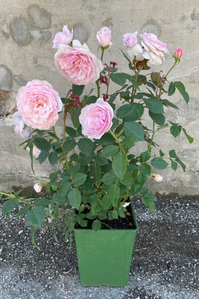 Outdoor Garden |   Rosa ‘Olivia Rose Austin’ #3 Garden Outdoor Garden