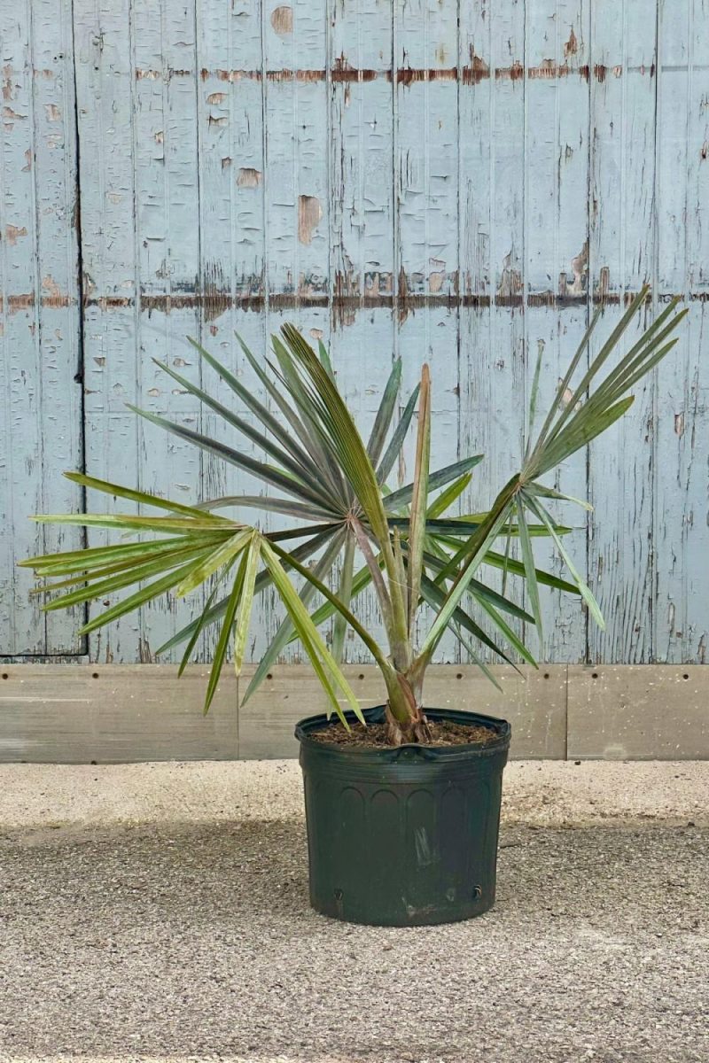 Indoor Plants |   Bismarkia Nobilis “Blue Fan Palm” 14″ Garden Indoor Plants