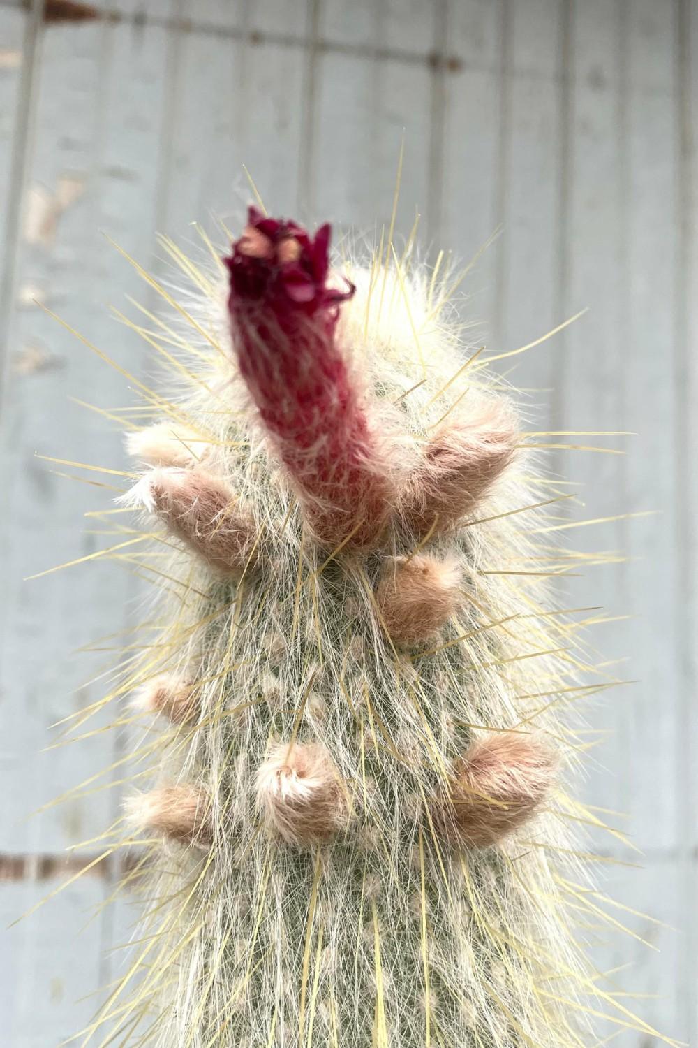 Indoor Plants |   Cleistocactus Strausii #5 Garden Indoor Plants