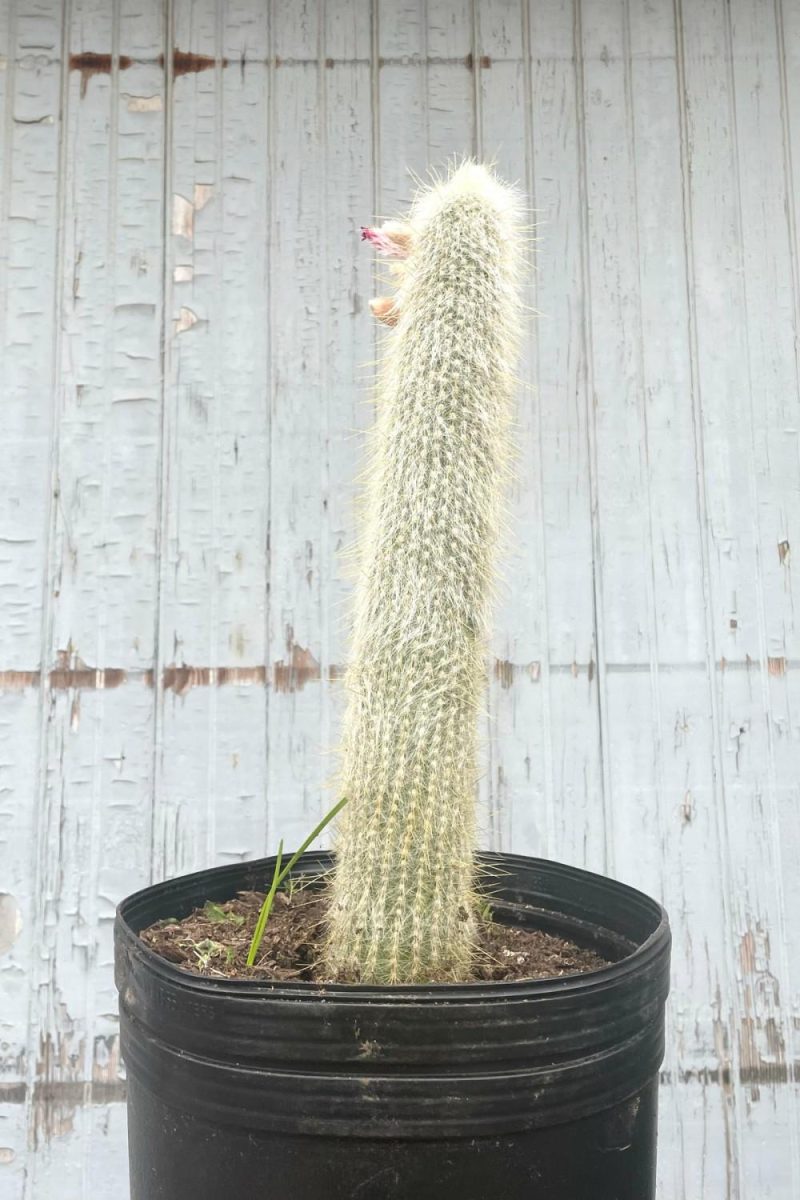 Indoor Plants |   Cleistocactus Strausii #5 Garden Indoor Plants