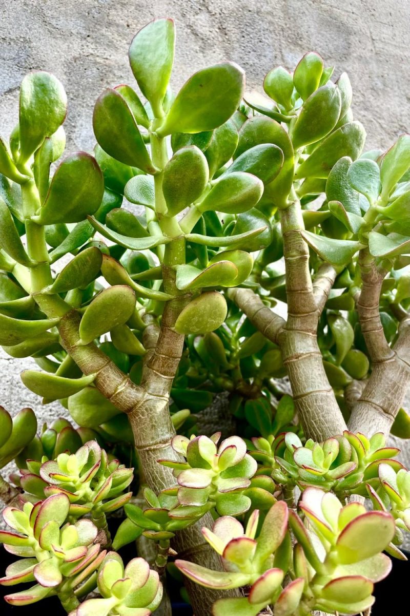 Indoor Plants |   Crassula Ovata “Jade” #5 Garden Indoor Plants