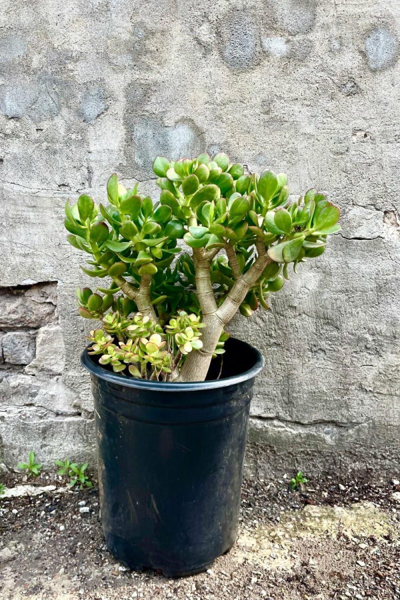 Indoor Plants |   Crassula Ovata “Jade” #5 Garden Indoor Plants