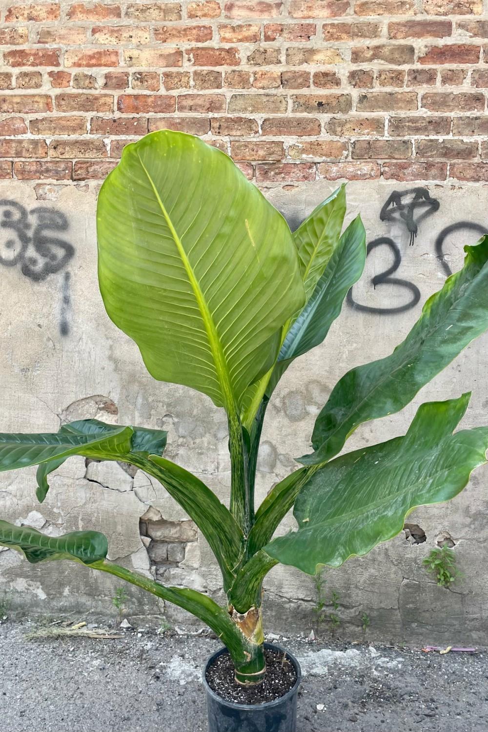 Indoor Plants |   Dieffenbachia 12″ Garden Indoor Plants