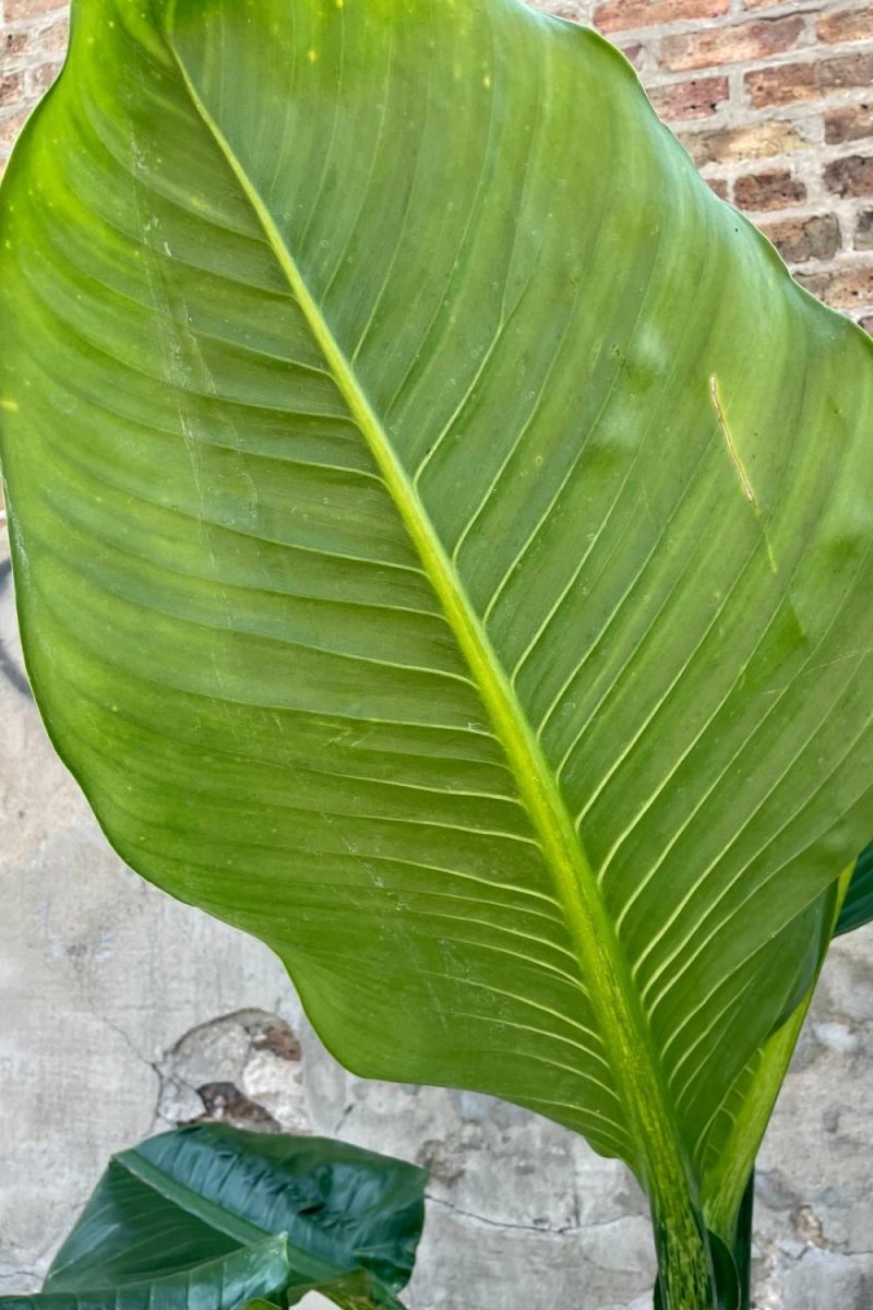 Indoor Plants |   Dieffenbachia 12″ Garden Indoor Plants