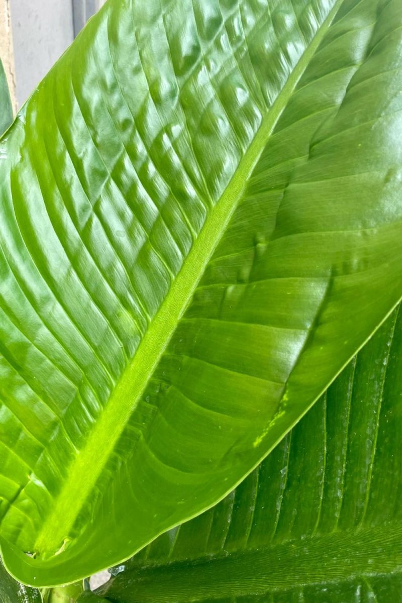 Indoor Plants |   Dieffenbachia 12″ Garden Indoor Plants