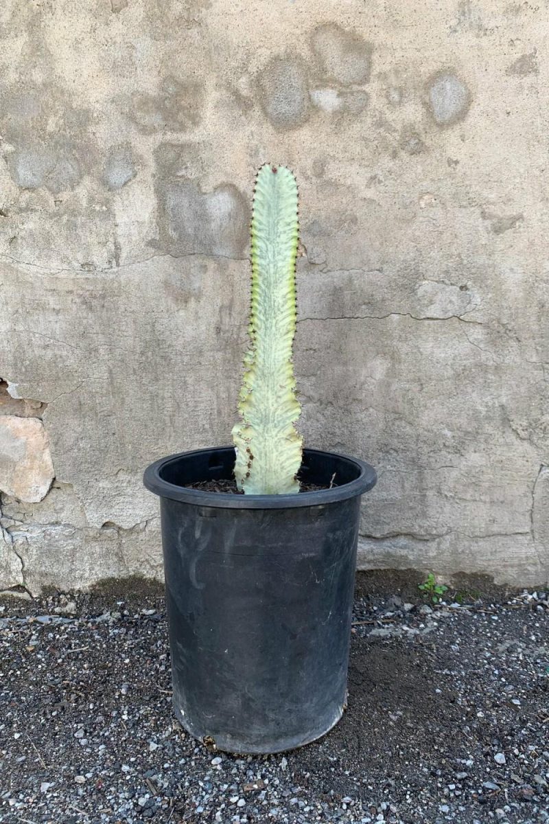 Indoor Plants |   Euphorbia Ammak ‘Variegata’ #5 Garden Indoor Plants