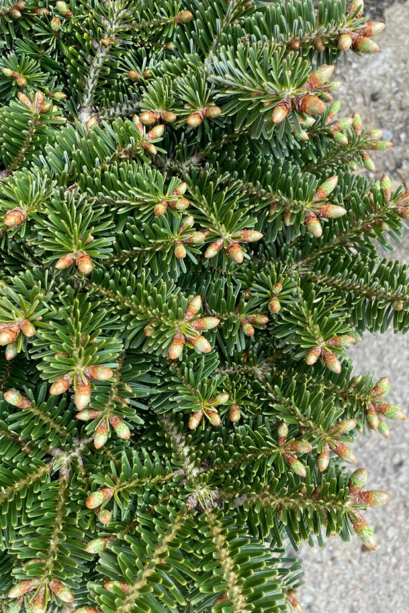 Outdoor Garden |   Abies Koreana ‘starker’s Dwarf’ #6 Garden Outdoor Garden