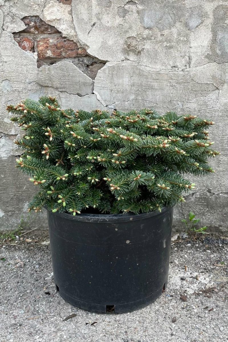 Outdoor Garden |   Abies Koreana ‘starker’s Dwarf’ #6 Garden Outdoor Garden