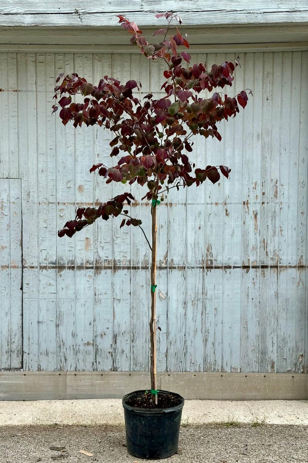 Outdoor Garden |   Cercis Canadensis ‘Forest Pansy’ #7 Garden Outdoor Garden