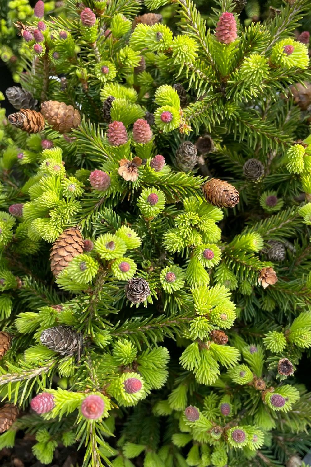 Outdoor Garden |   Picea Abies ‘Pusch’ #6 Garden Outdoor Garden